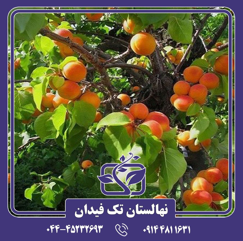 نهال زردآلو تبرزه