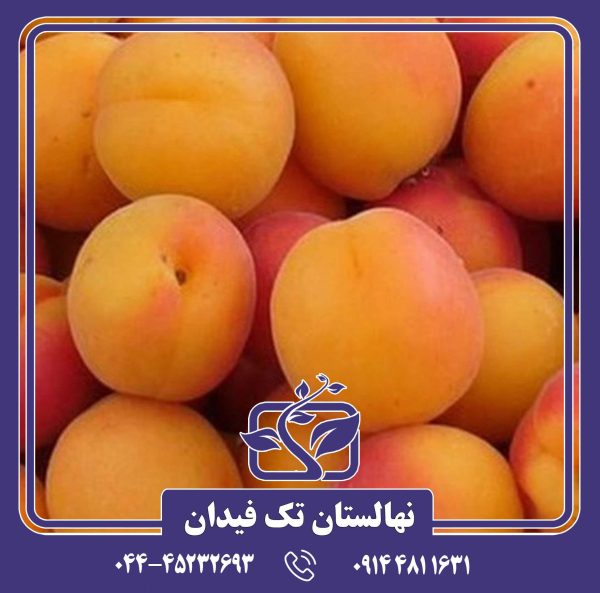 نهال زردآلو تبرزه