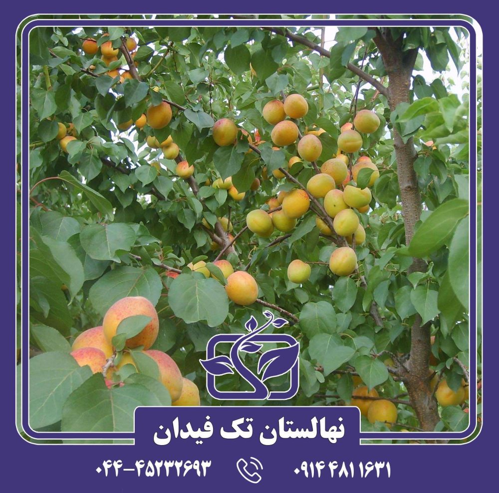 نهال زردآلو تبرزه