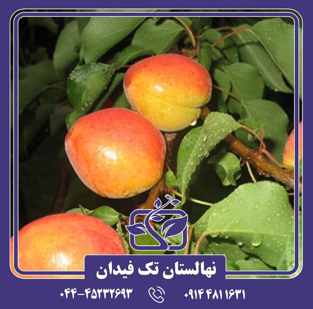 نهال زردآلو تبرزه