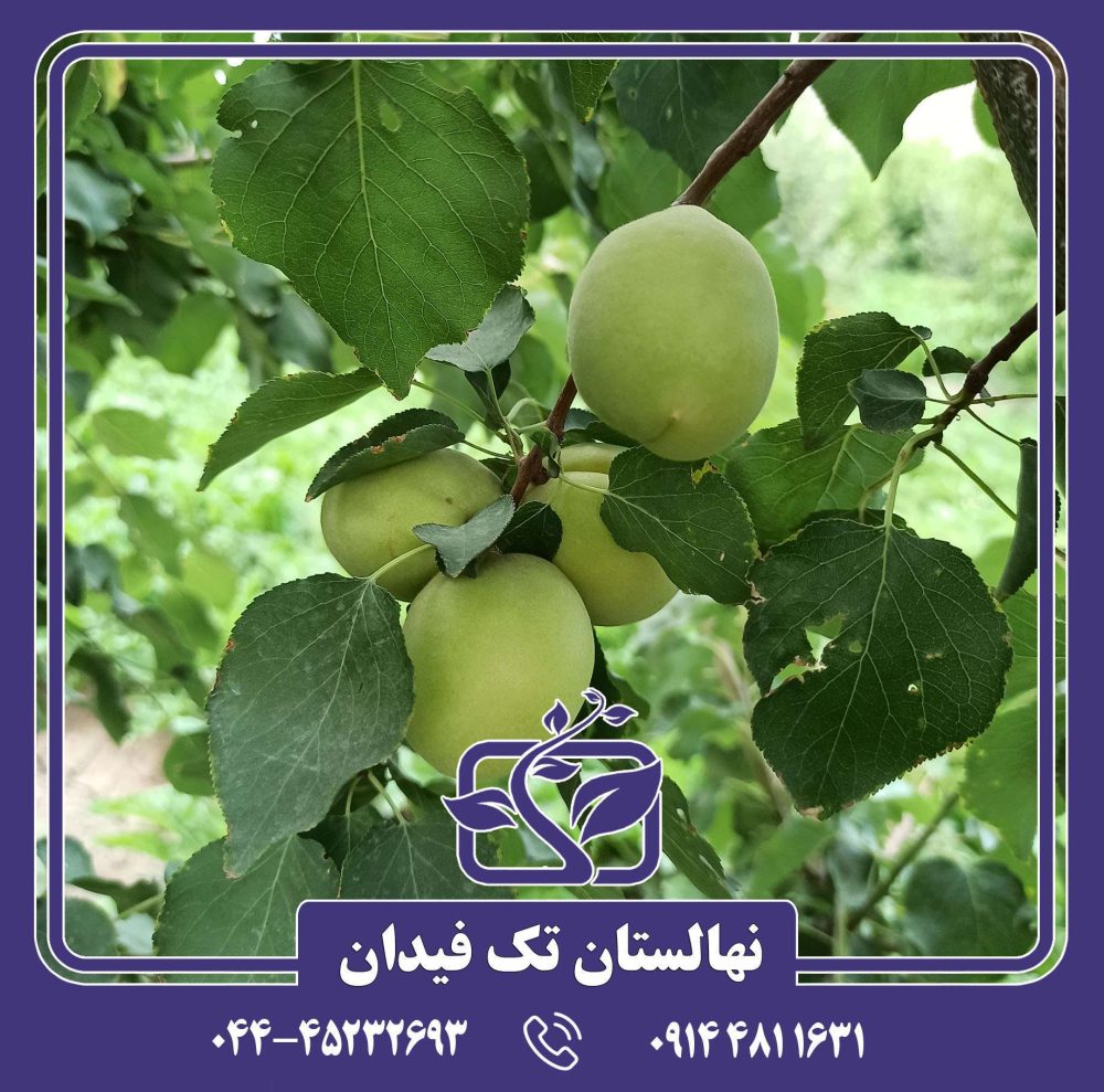 نهال زردآلو تخم مرغی