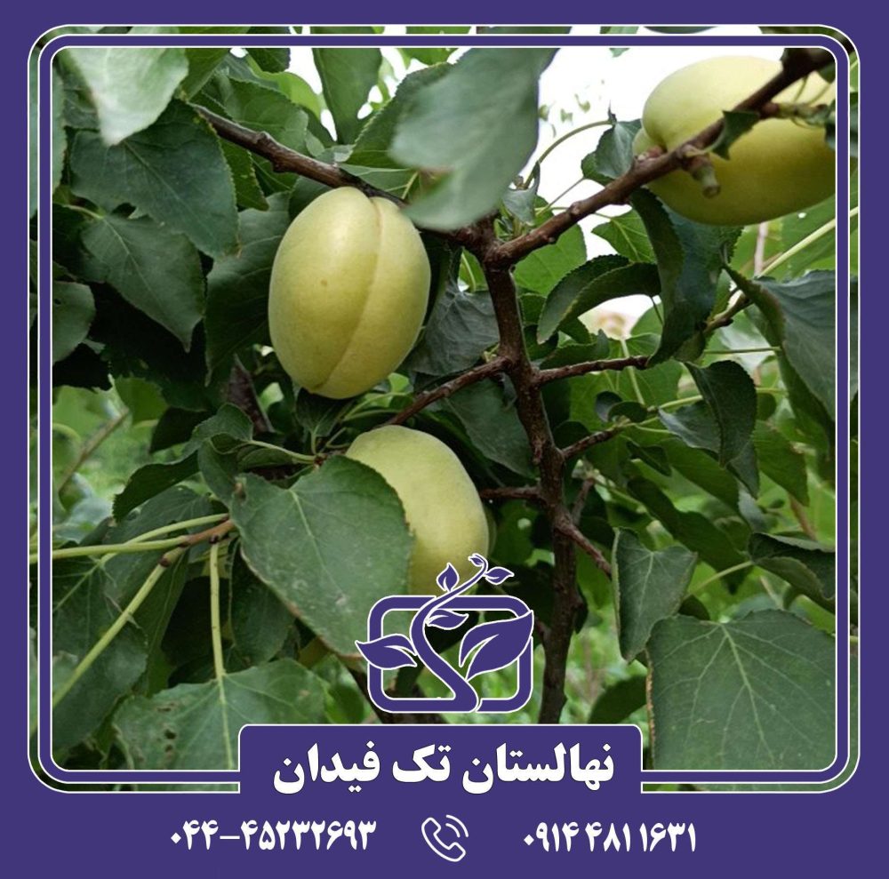 نهال زردآلو تخم مرغی