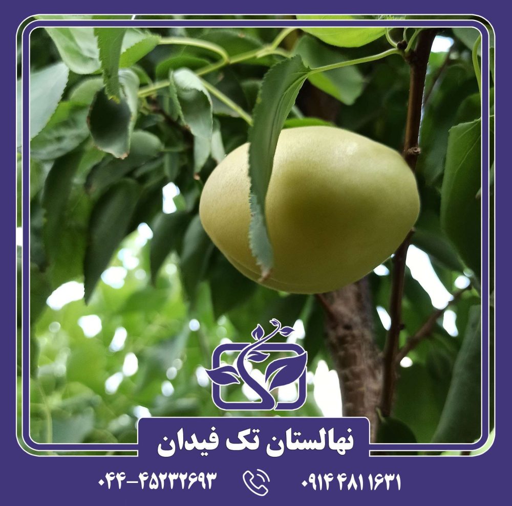 نهال زردآلو تخم مرغی