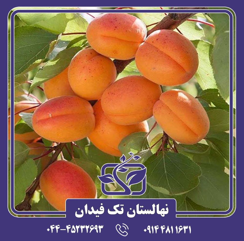 نهال زردآلو رکسانا