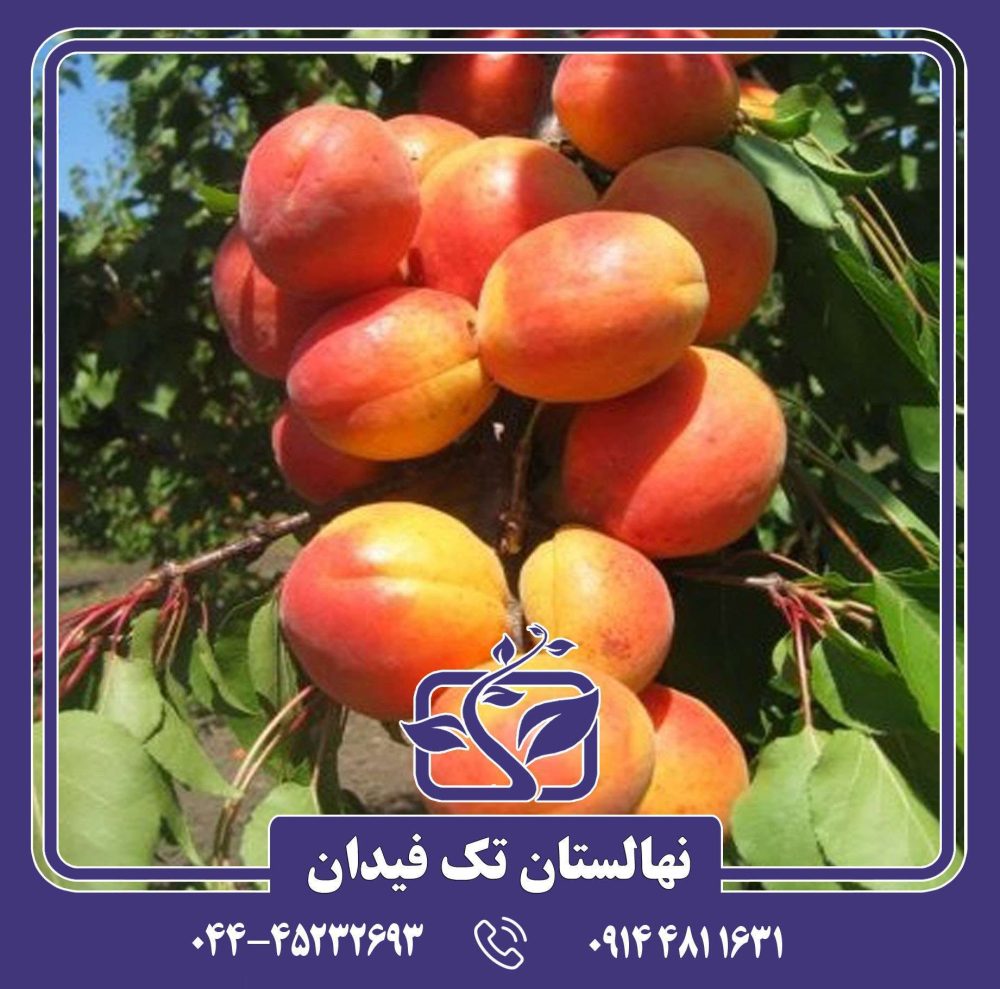 نهال زردآلو رکسانا