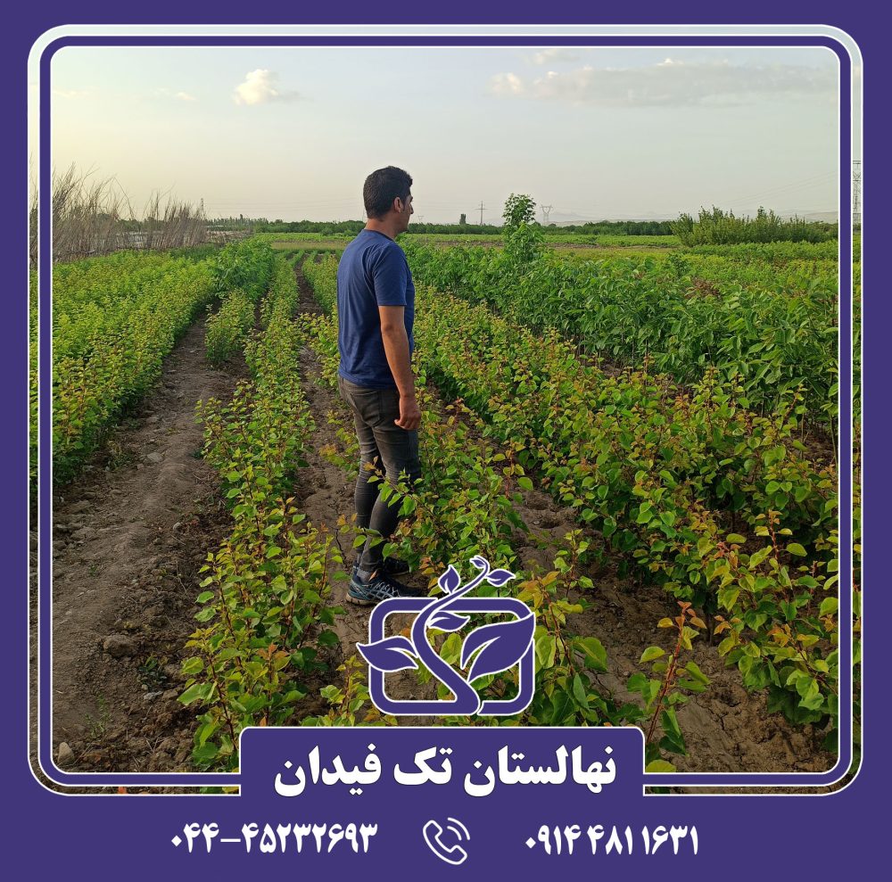 نهال زردآلو رکسانا