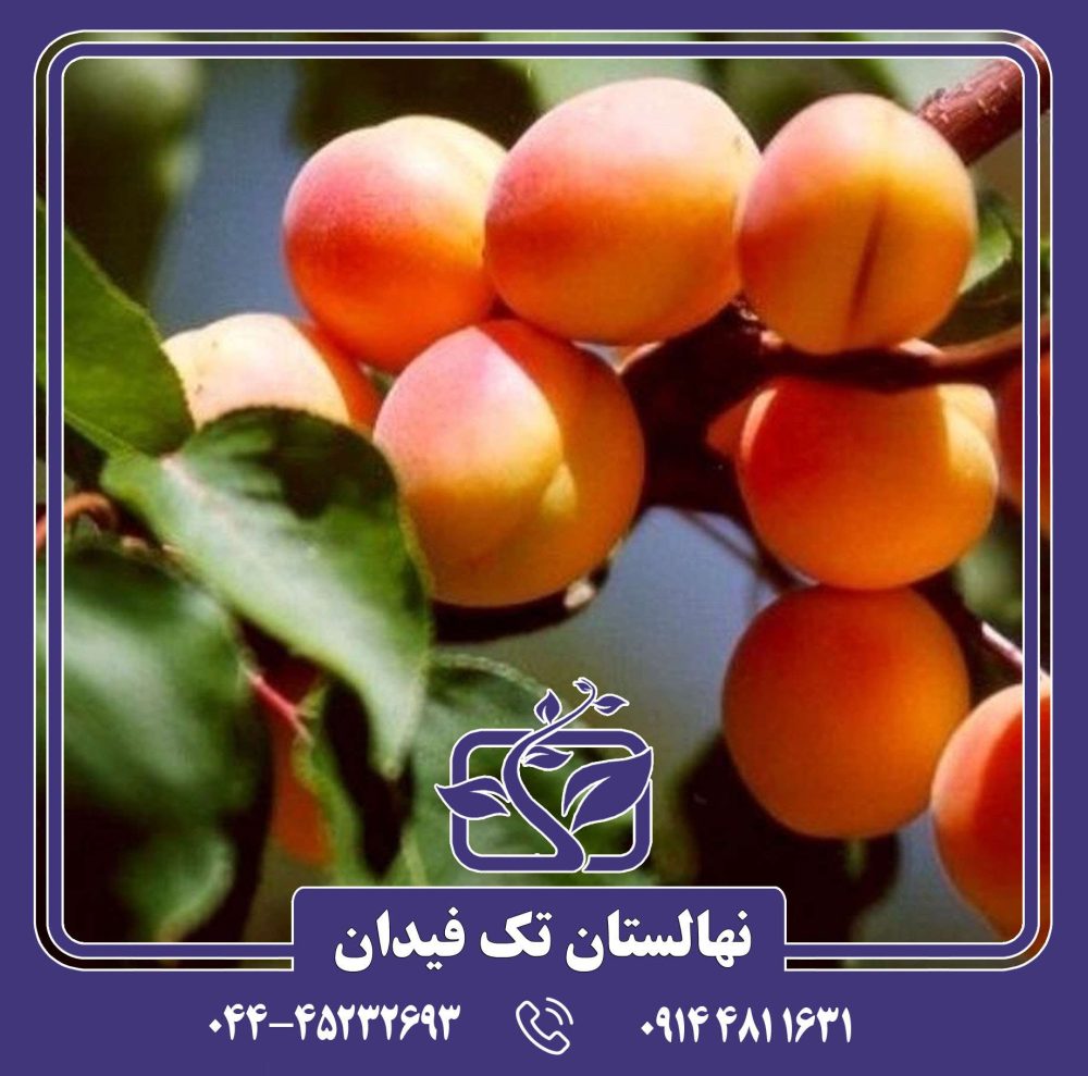 نهال زردآلو رکسانا