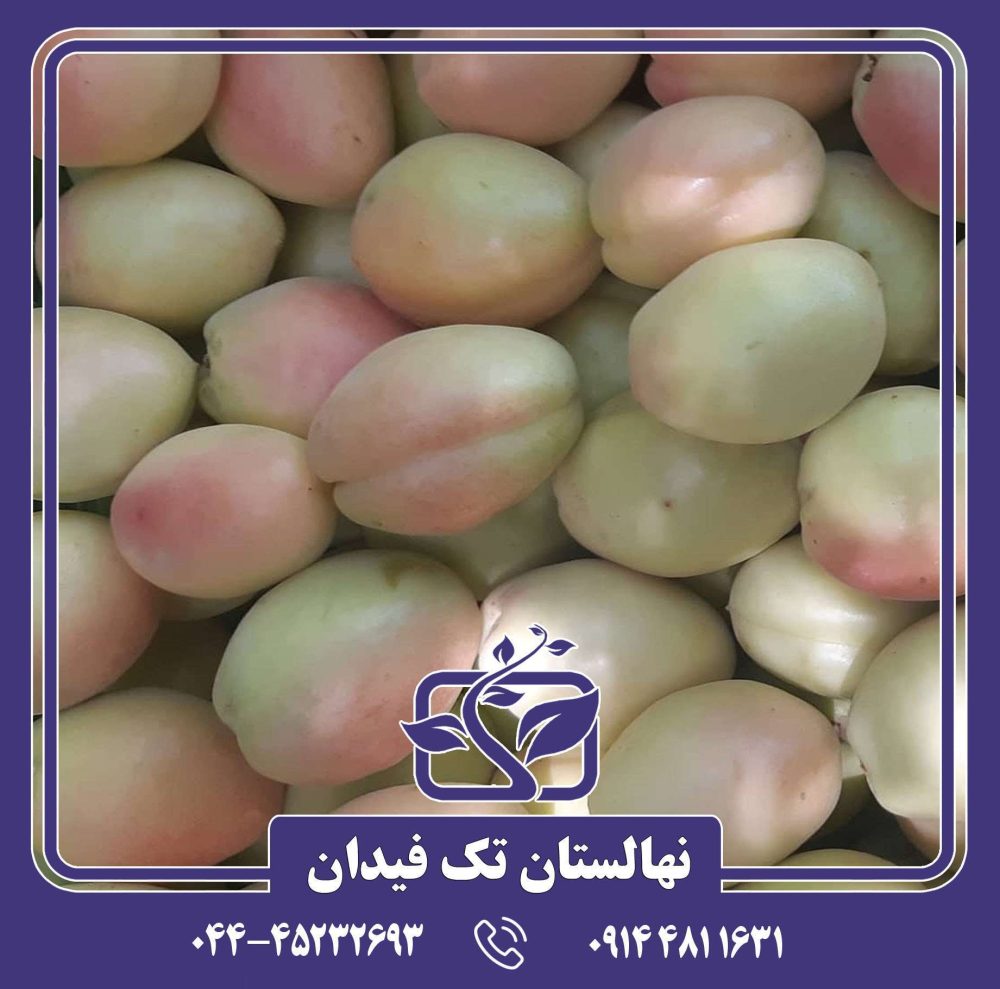 نهال زردآلو شاهرودی