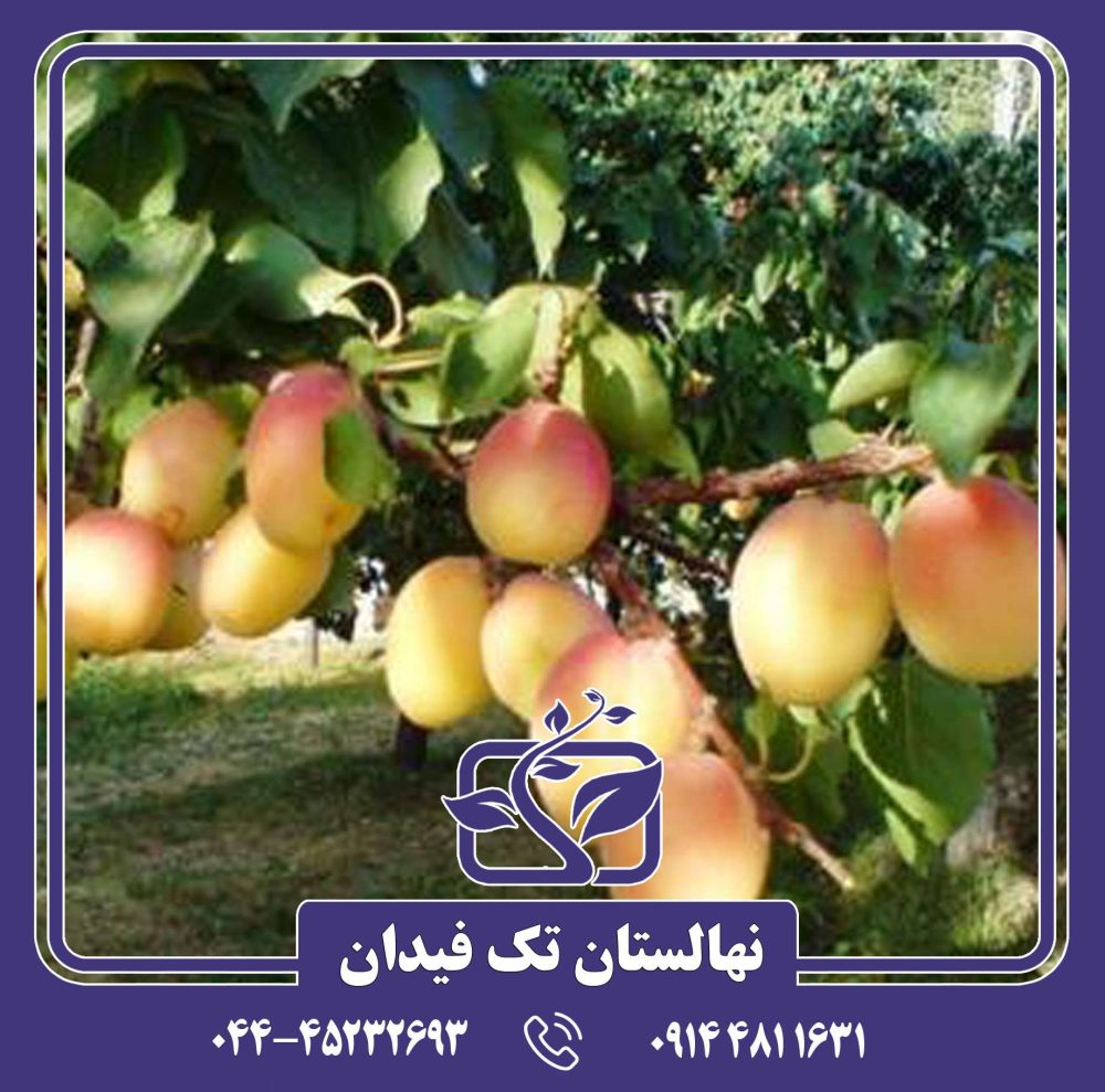 نهال زردآلو شاهرودی
