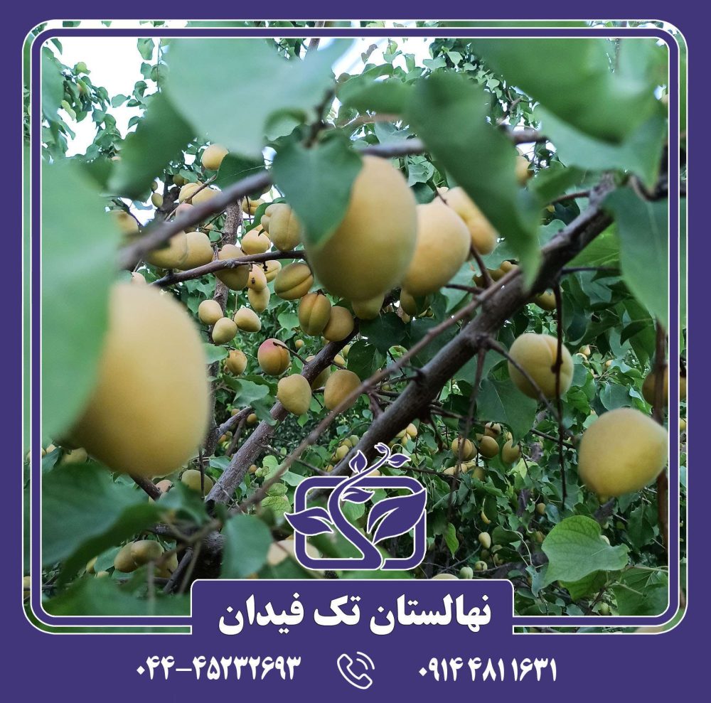 نهال زردآلو شاهرودی