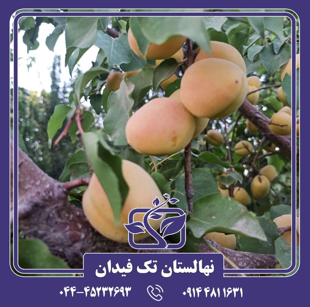 نهال زردآلو عسگرآباد