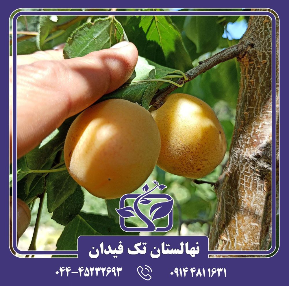 نهال زردآلو عسگرآباد