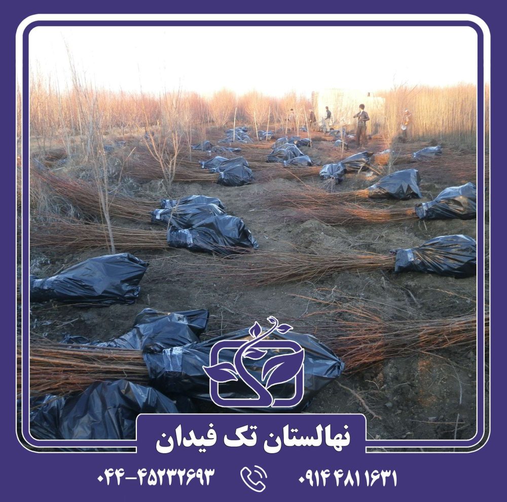 نهال زردآلو عسگرآباد