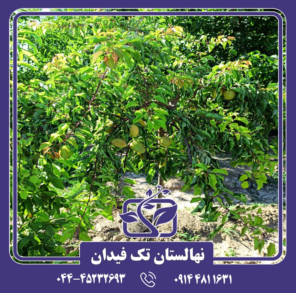 نهال زردآلو مجنون