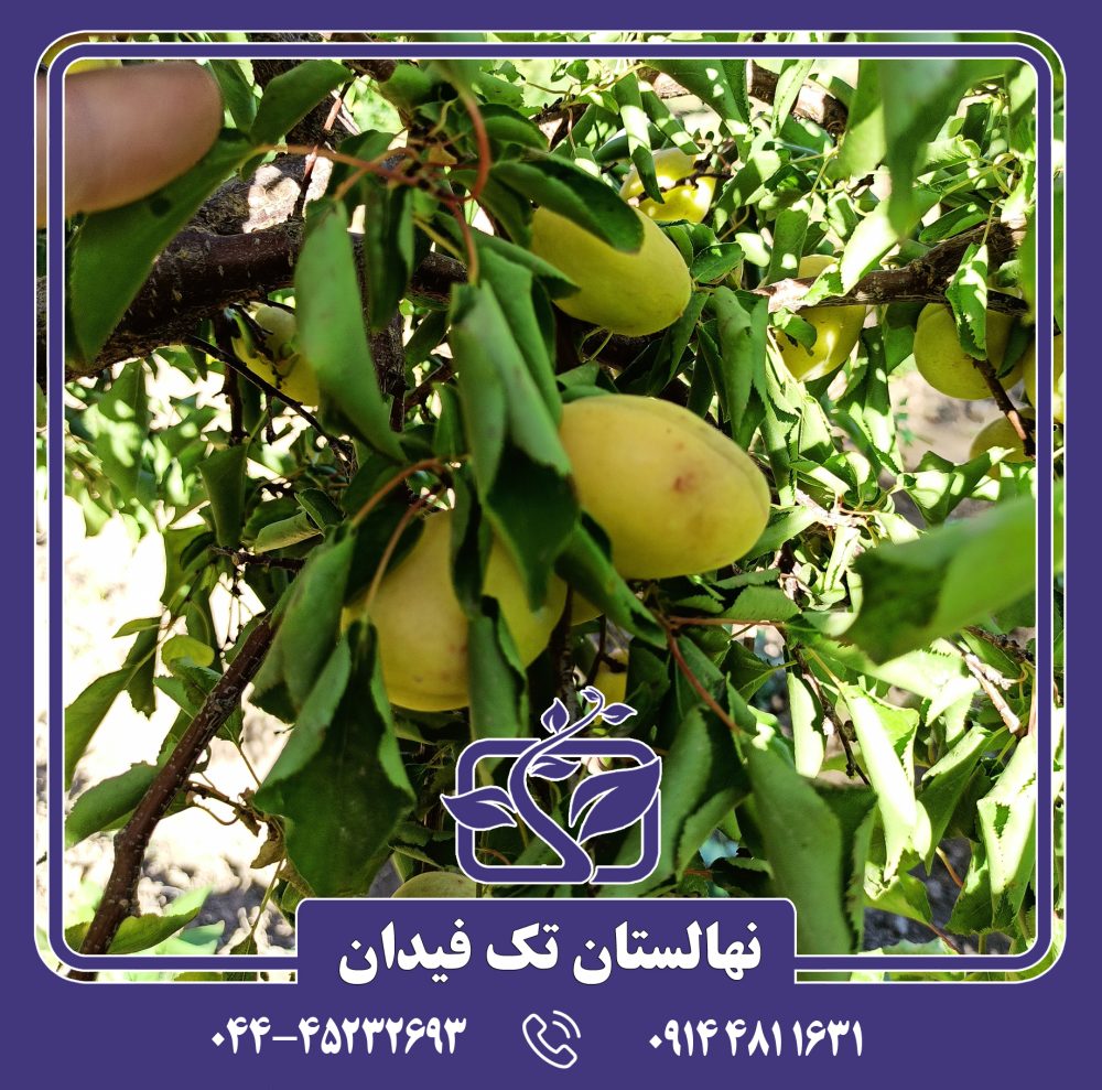 نهال زردآلو مجنون