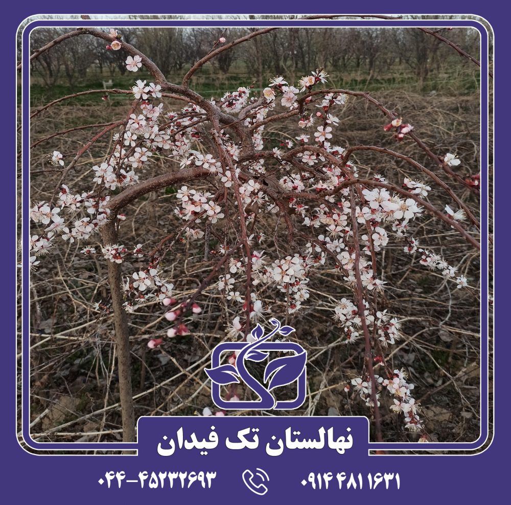نهال زردآلو مجنون