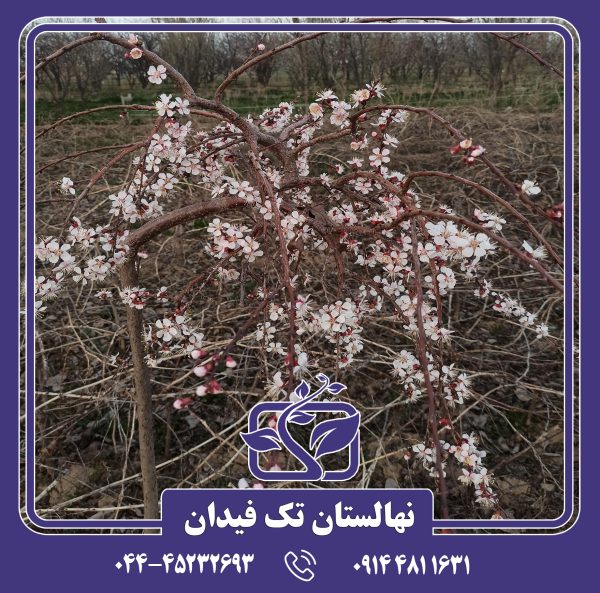 نهال زردآلو مجنون