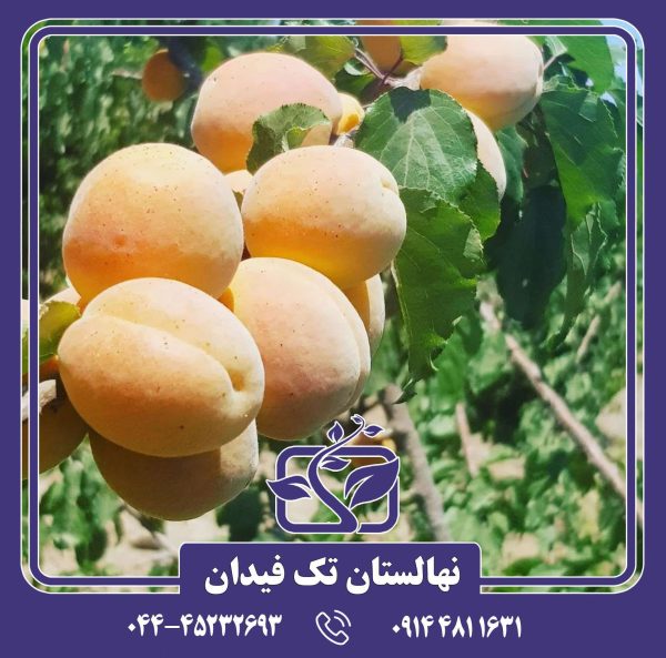 نهال زردآلو پاموللا