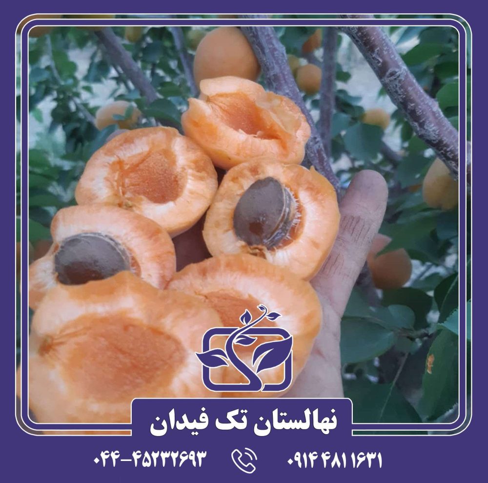 نهال زردآلو پرتقالی