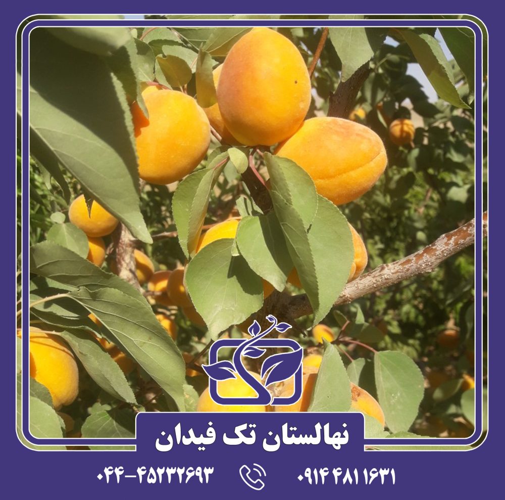 نهال زردآلو پرتقالی
