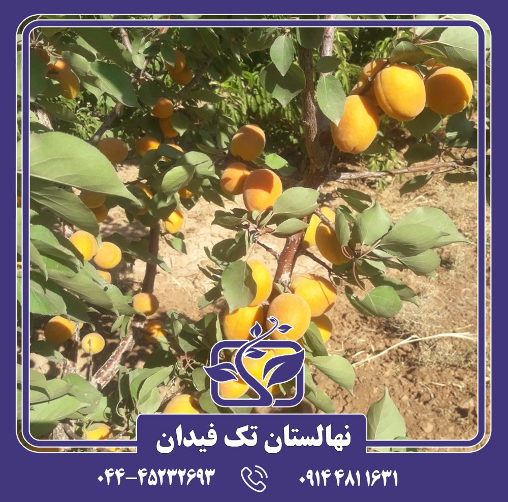 نهال زردآلو پرتقالی