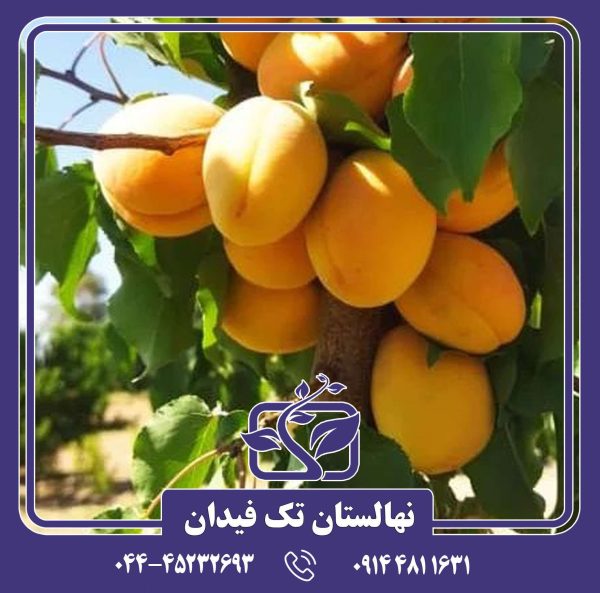 نهال زردآلو بوکاسیا