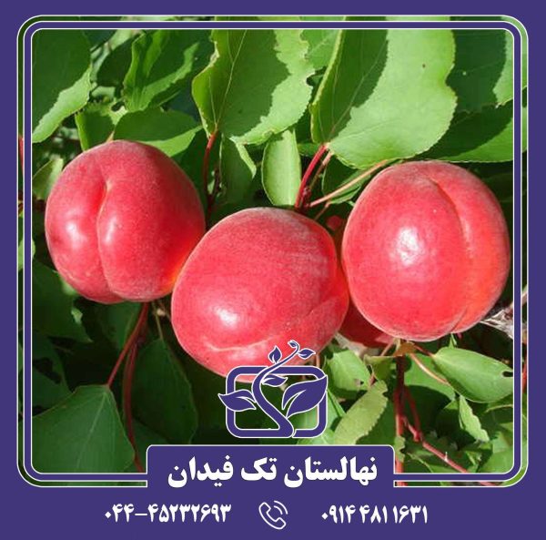 نهال زردآلو قرمز ایتالیایی