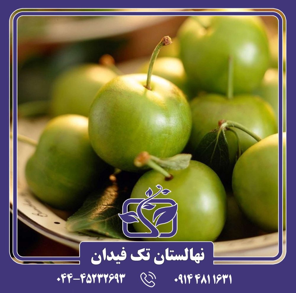 نهال آلوچه رین کلود - Image 5