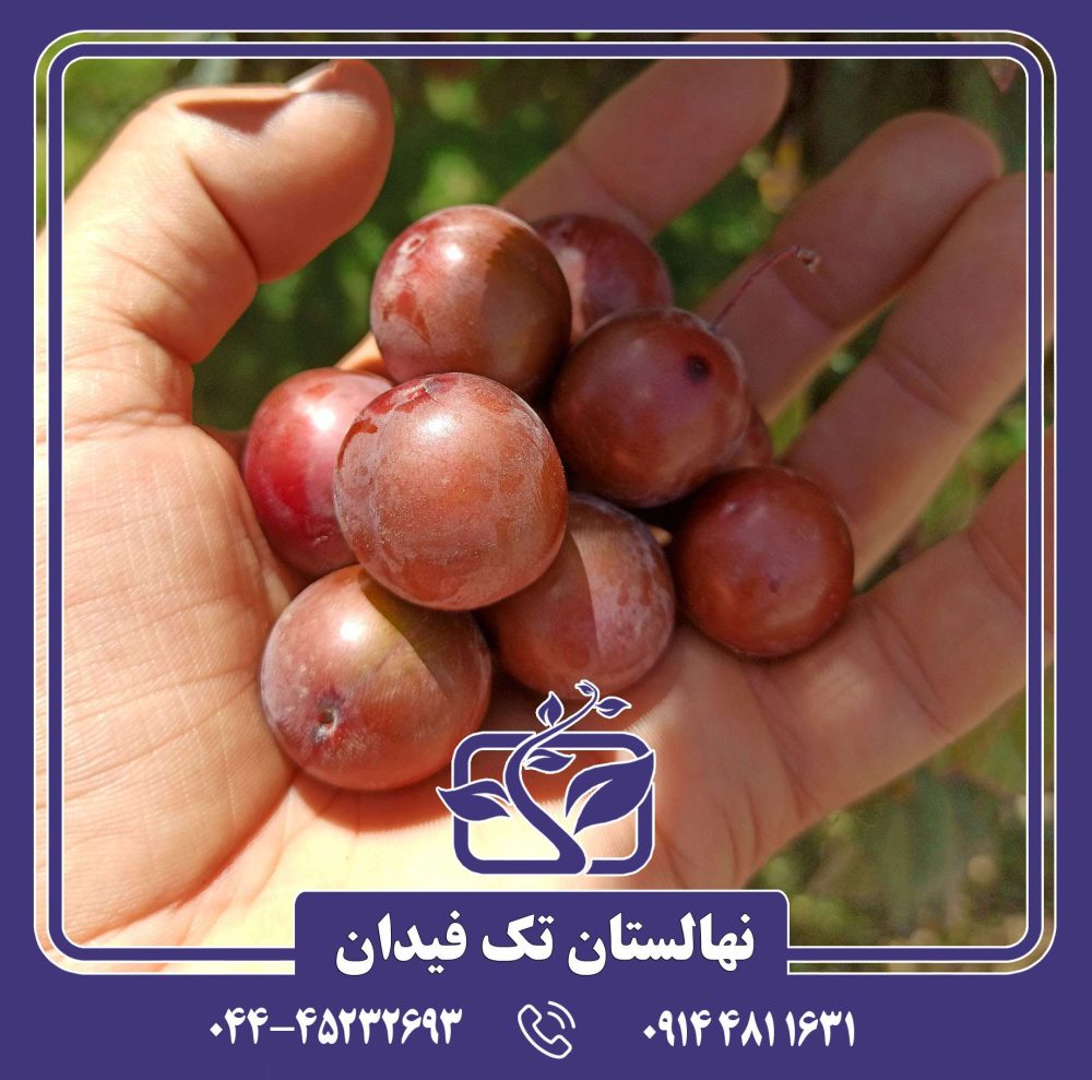 نهال گوجه قرمز