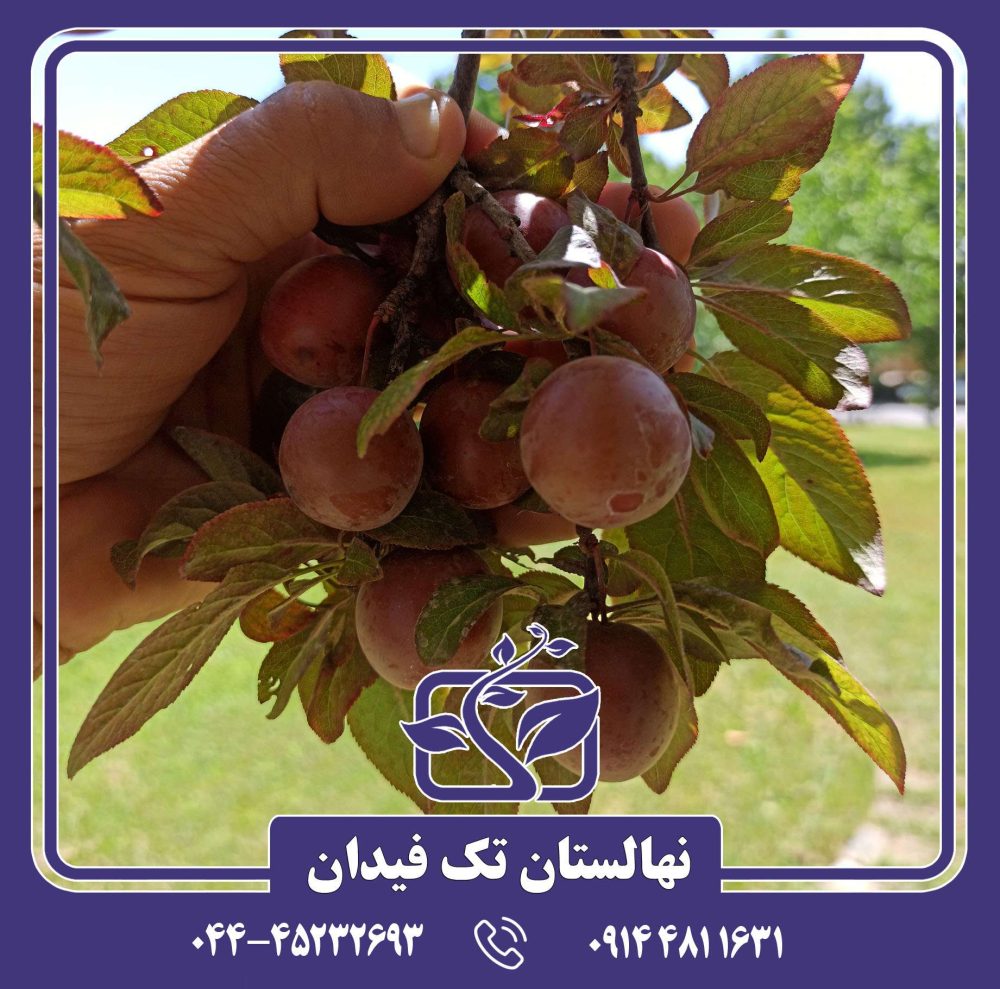 نهال گوجه قرمز - Image 4