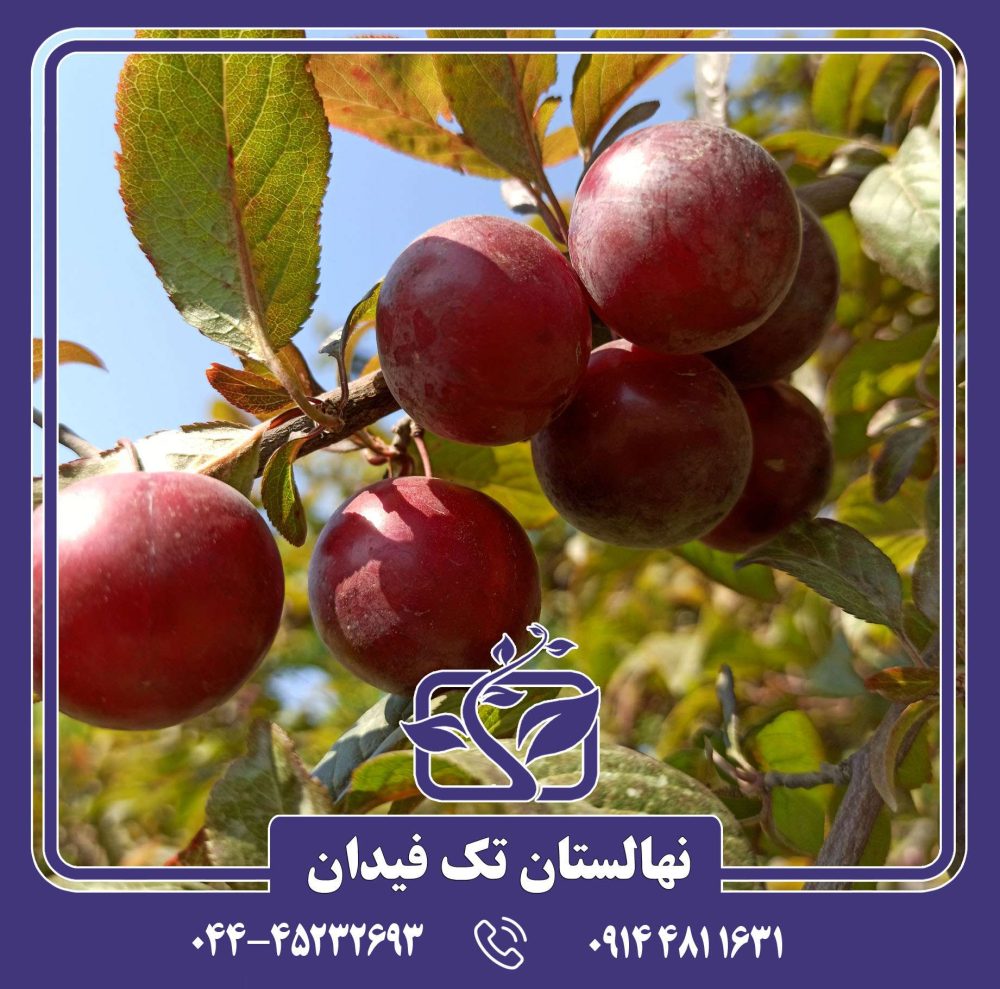 نهال گوجه قرمز - Image 2