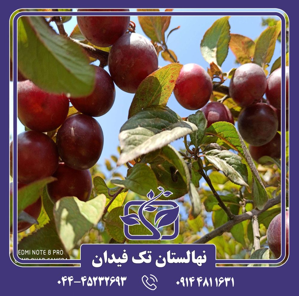 نهال گوجه قرمز - Image 3