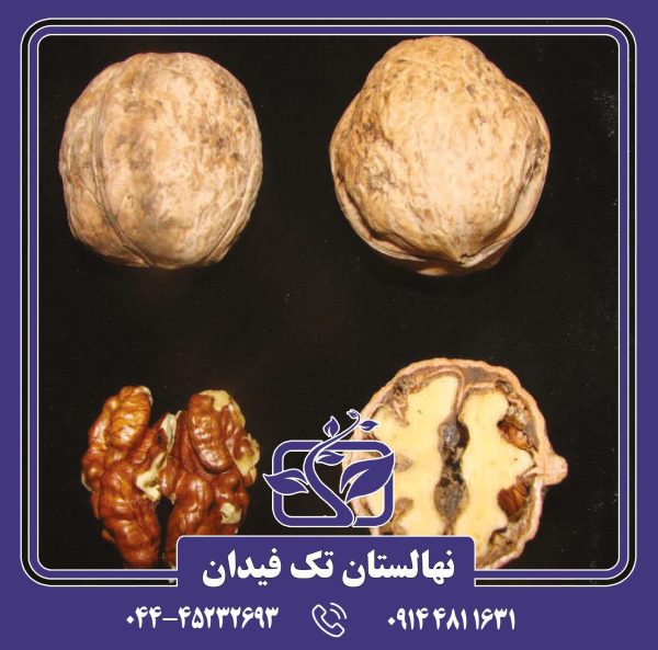 نهال گردو دماوند