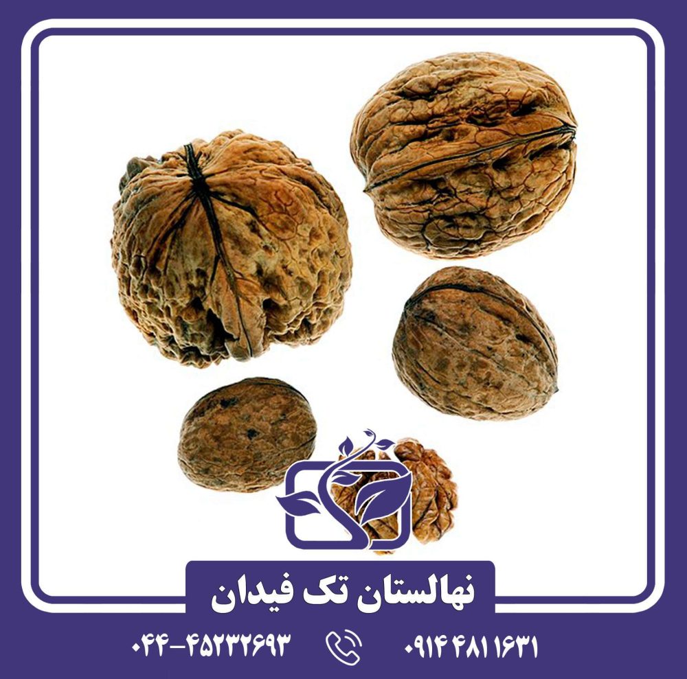 نهال گردو پرشیا