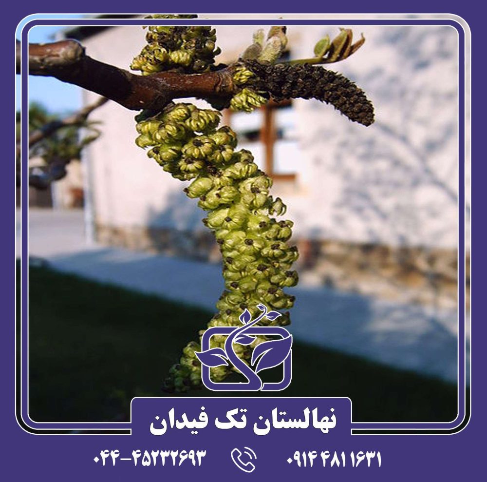 نهال گردو پرشیا