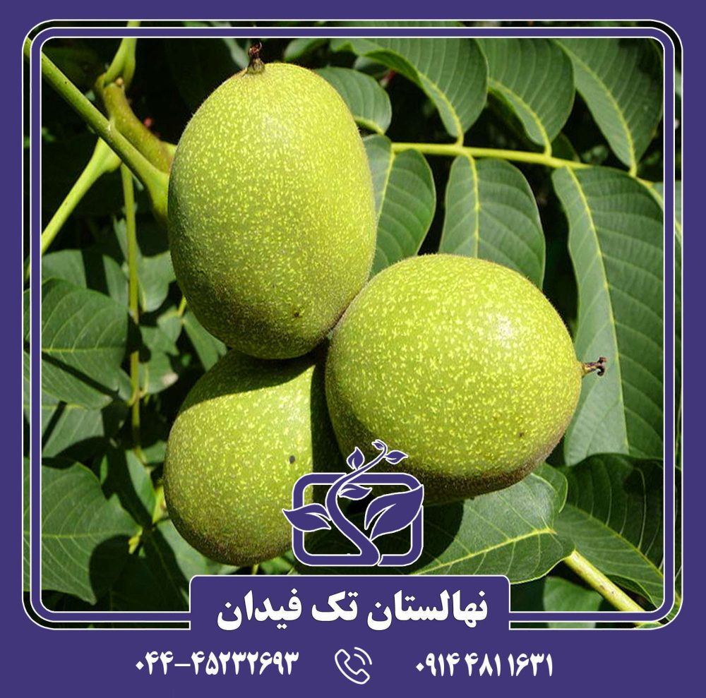 نهال گردو پرشیا