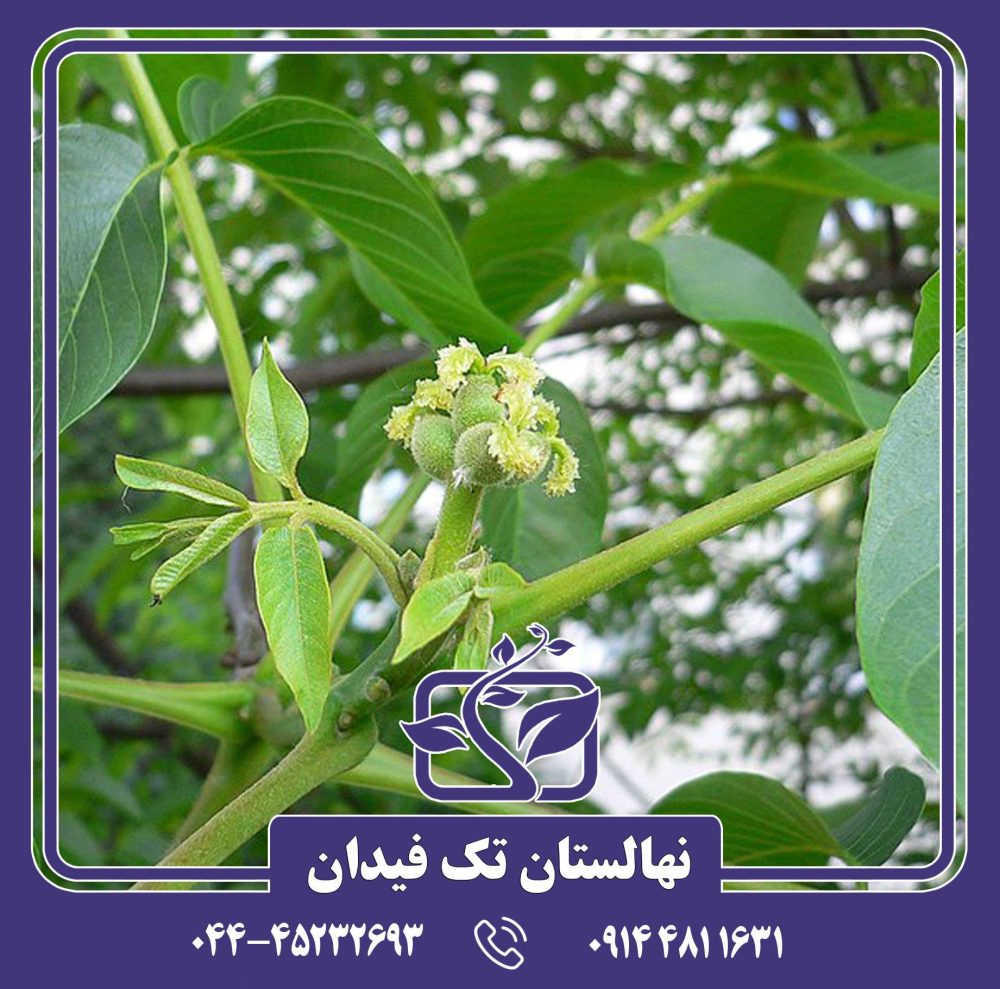 نهال گردو پرشیا