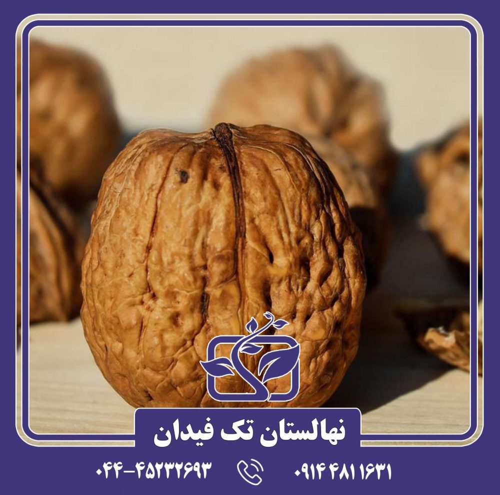 نهال گردو چالدران