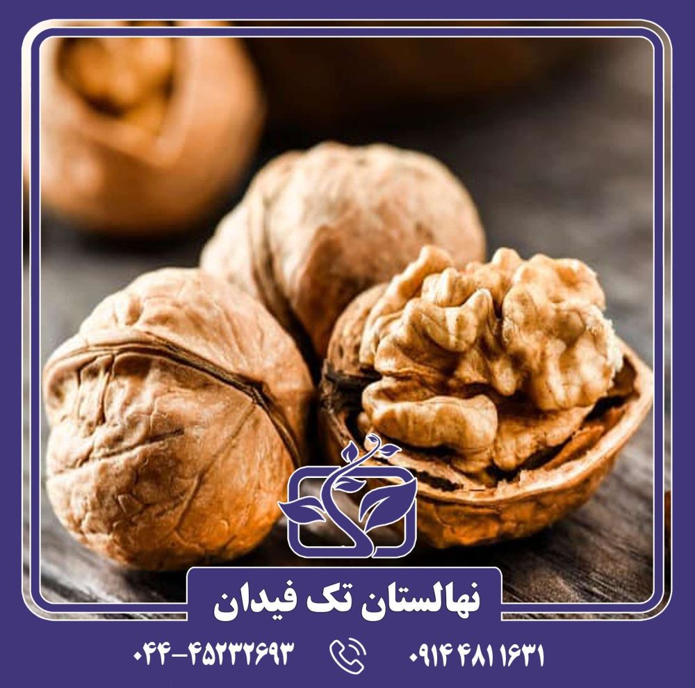 نهال گردو چالدران