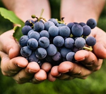 خرید کود مناسب برای درخت انگور