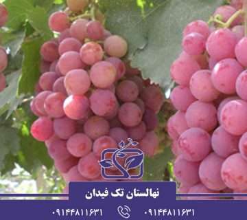 چگونه درخت انگور را پربار کنیم