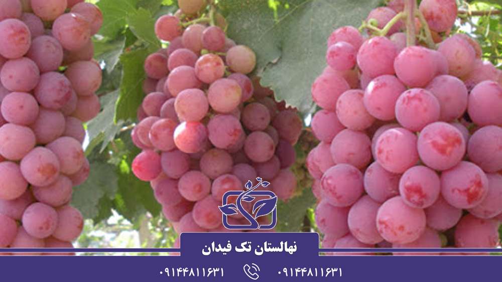 چگونه درخت انگور را پربار کنیم