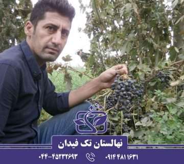 علت بار ندادن درخت انگور