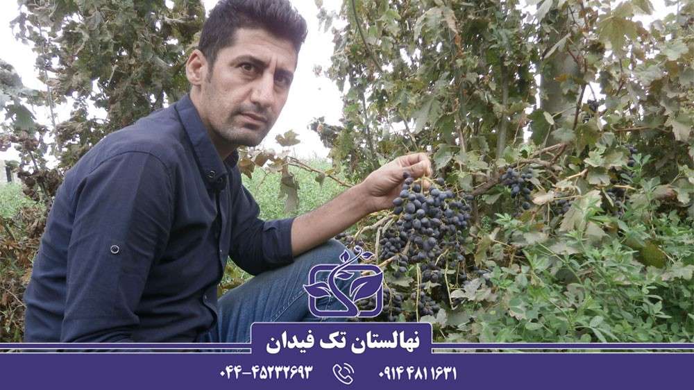 علت بار ندادن درخت انگور