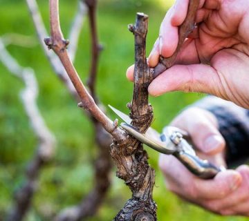 بهترین زمان هرس درختان انگور
