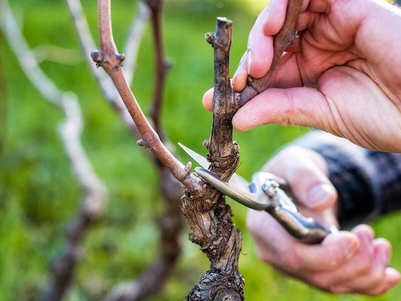 بهترین زمان هرس درختان انگور