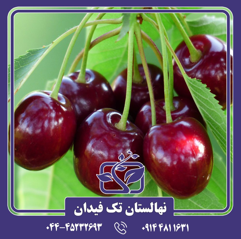 نهال انگور تک دانه سیاه