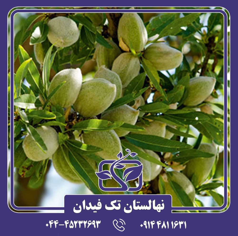 نهال بادام صبا