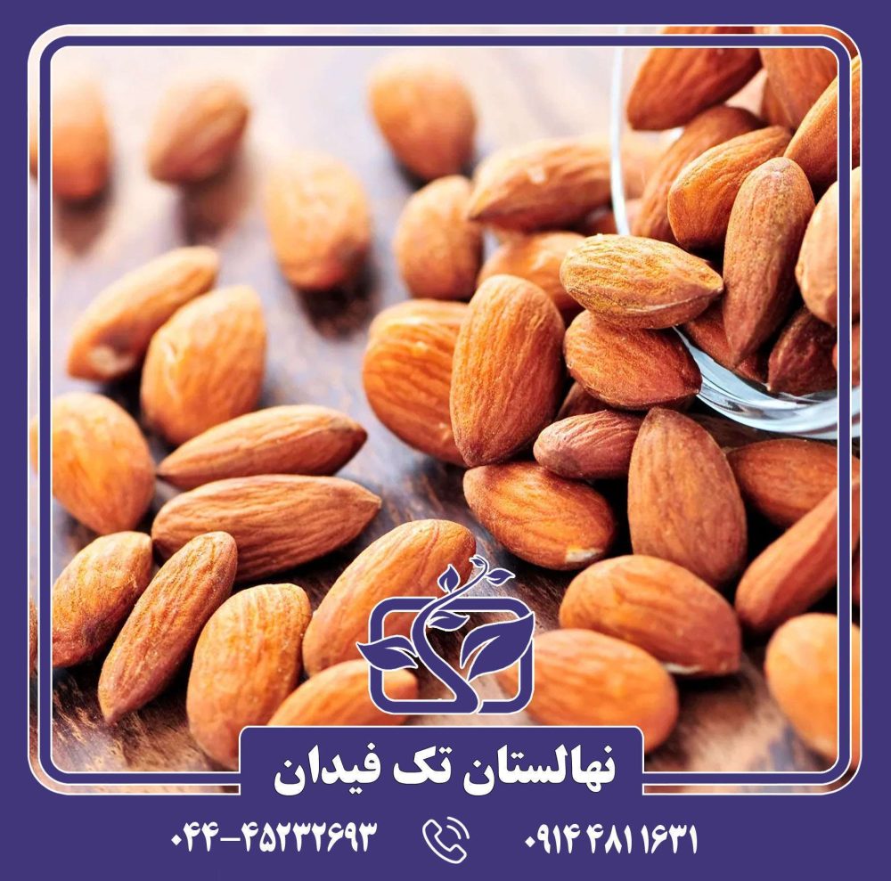 نهال بادام صبا