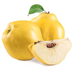 نهالستان تک فیدان نهالستان تک فیدان